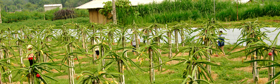 Mô hình trồng cây Thanh Long ruột đỏ 